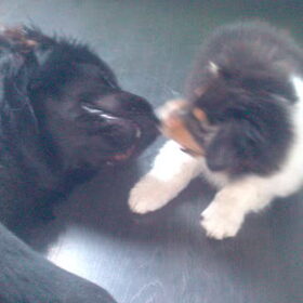Shadow en Faith