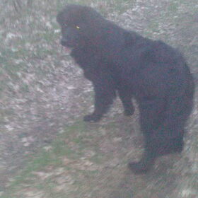 Shadow in het bos