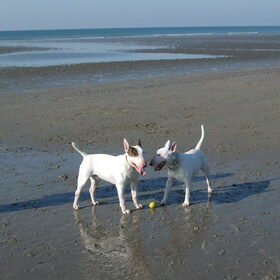 Hondenfoto van Hannah & Bink† en Beertje