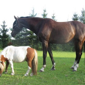 Hondenfoto van liesbeth,Turbo,Luna, Levi en Faith