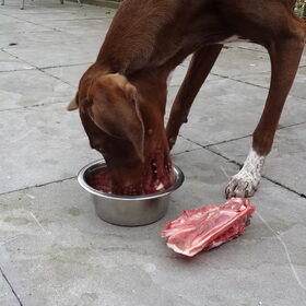 Lekker hoor! (Woensdag 17 april 2013.)