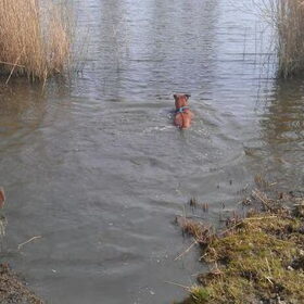 Hondenfoto van Quincy, Bailey & Nova