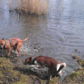 Hondenfoto van Quincy, Bailey & Nova