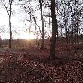 Mooie bosfoto
