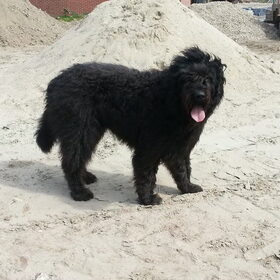 Hondenfoto van Lisanne, Misha, Tessa&Arrow