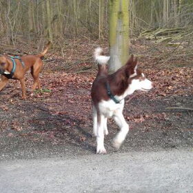 Hondenfoto van Quincy, Bailey & Nova