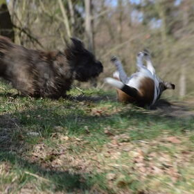 Bobby en Caintie
