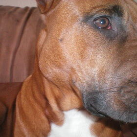 Hondenfoto van Quincy, Bailey & Nova