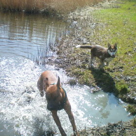 Hondenfoto van Quincy, Bailey & Nova