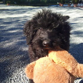 sammie als pup echt een beertje