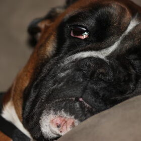 Hondenfoto van Ziva †, Bullie †, en Bandhu