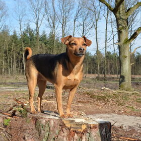 Hondenfoto van Babiche&Lilly Djunky