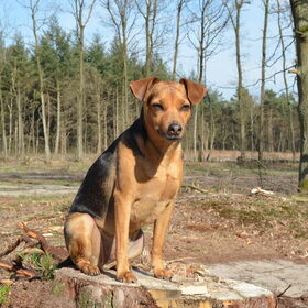 Hondenfoto van Babiche&Lilly Djunky