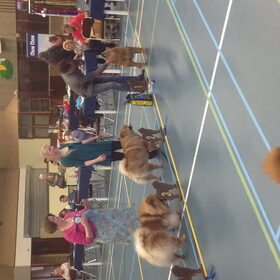 Clubmatch. open klasse teef 2de plaats.