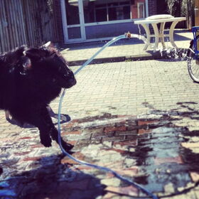 Hondenfoto van Anouk & Balou<3