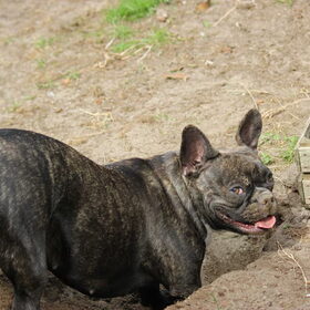 Hondenfoto van Ziva †, Bullie †, en Bandhu