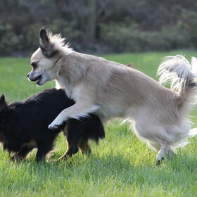 Hondenfoto van Shauni  *Sky~Jinx~Sansa~Hypno*