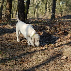 voor eerste keer in het Bos.