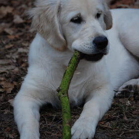 Volgende dag weer naar het bos. Max vindt het bos heerlijk. Hij…