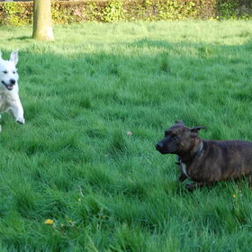 Max en Sita (een hond van mijn broer). Ze gaan ook samen logeren…