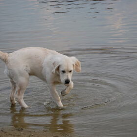 ha hij wordt straks wel zeehond.