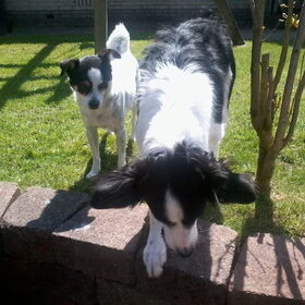 Hondenfoto van Inge, baasje van Sasha en Myra <3
