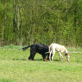 Hondenfoto van Ina, Misty en Aysa