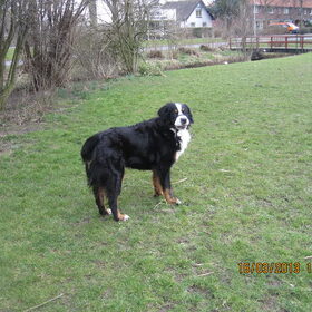 Diesel