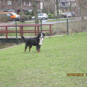 Diesel