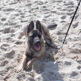 wolf aan zee
