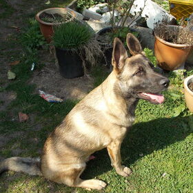 onze wolf