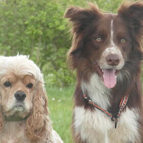 Shasta en Dusty