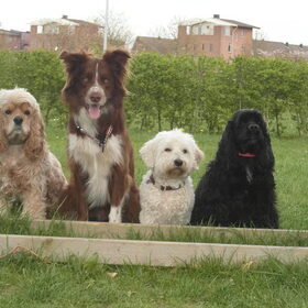 Dusty/Shasta/Dhani/Ziva