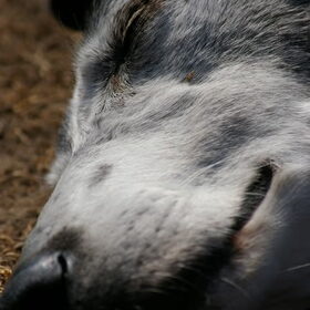 Wolf