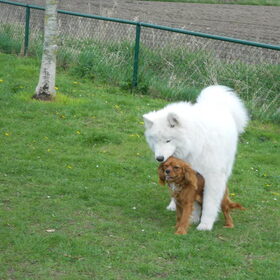 joekie en mikai