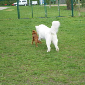 joekie en mikai