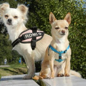 Hondenfoto van Jana & Romi 