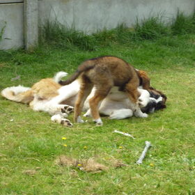Spelen luna en eros als pup :-)