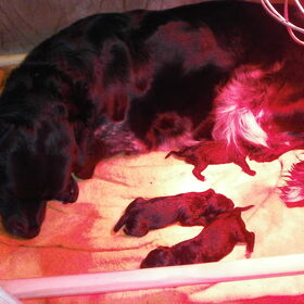 Hondenfoto van Ageeth (pups) kruising Stabij/Retriever