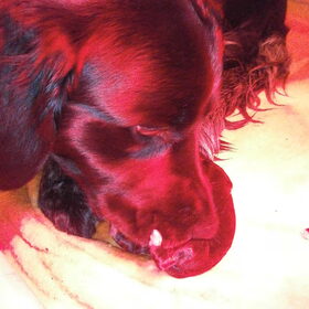 de zoveelste pup