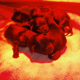een "bultje"pups