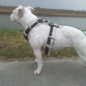 Hondenfoto van Jeroen & Lola