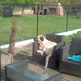Diesel in de tuinstoel :)