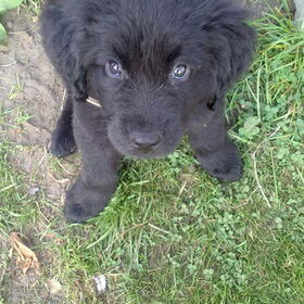 Shadow als puppy