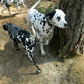 Hondenfoto van Yasmine, Perdie & Orga