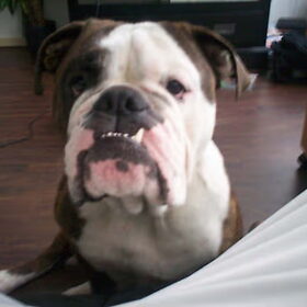 De Papa Van little Buddha
