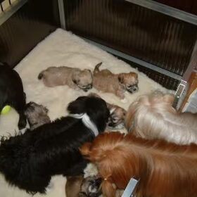 We zijn effe op kraamvisite. Lhasa Apso pups Kennl Close To…