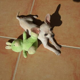 Xixa puppy van 4 maand chihuahua