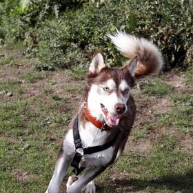 Wandelen Balij dierendag 09 een van de Husky's, kan ze niet uit…