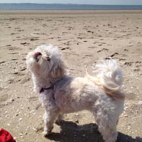 Sandy op het strand op vakantie